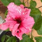 Hibiscus mutabilisBlodyn