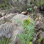 Galactites duriaei Fula