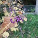 Callicarpa japonica Vaisius