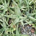 Aloe rauhii 葉