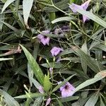 Ruellia ciliatifloraFlower