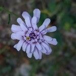 Iberis linifolia Fula