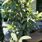 Fortunella japonica 叶