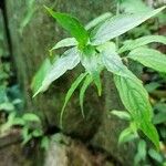 Clinacanthus nutans Blad