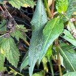 Polygonum persicaria Φύλλο