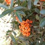 Pyracantha koidzumii Fruit