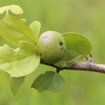 Flacourtia indica Frucht