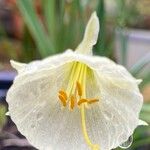 Narcissus bulbocodium Цвят