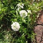 Lobularia maritimaFlower