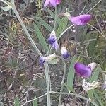 Lathyrus clymenumFlower