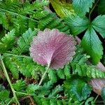 Saxifraga hirsuta Hoja