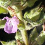 Teucrium botrys Flower