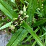 Tradescantia virginiana Leaf