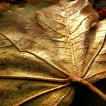 Acer pictum Leaf