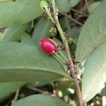 Erythroxylum macrophyllum Fruit