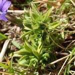 Gentiana pyrenaica Habit