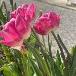 Tulipa agenensis Flower