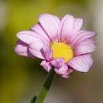 Tanacetum coccineum Květ