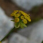 Bupleurum ranunculoides Floare