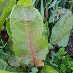 Rumex obtusifolius Leaf