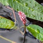 Persicaria amphibia Kukka