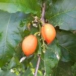 Bunchosia armeniaca Fruit