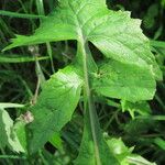 Sonchus oleraceus Blad