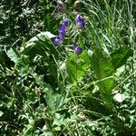 Aconitum columbianum Tervik taim