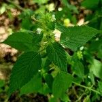 Galeopsis tetrahit Leaf