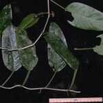 Philodendron schottii Іншае