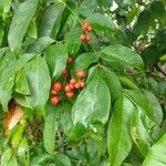 Picramnia pentandra Fruit