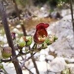 Scrophularia auriculata Fleur