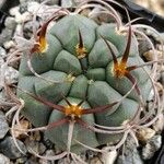 Gymnocalycium oenanthemum Leaf