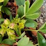 Sibbaldia procumbens Blüte