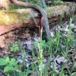 Carex pilosa Õis