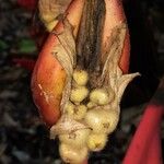 Heliconia trichocarpa Fruto