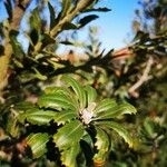 Banksia praemorsa Leaf