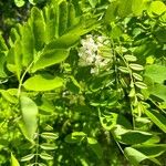 Acacia acanthaster Blomst