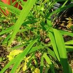 Leersia virginica Leaf