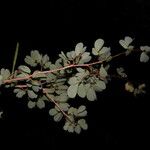 Calliandra tergemina Hábito