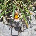 Gazania linearisFlors