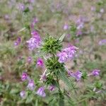 Galeopsis ladanumFlower