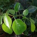 Cinnamomum camphora List