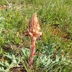 Orobanche amethystea Virág