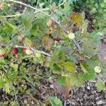 Ribes uva-crispaGyümölcs