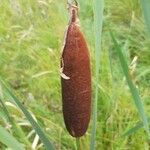 Typha latifoliaफल