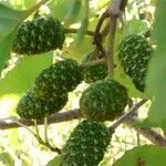 Alnus cordata Fruit