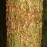 Eschweilera congestiflora Corteza