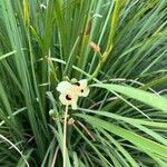 Dietes bicolor Flower