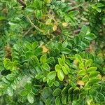 Haplocoelum foliolosum 葉